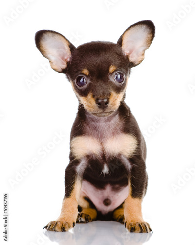Toy Terrier puppy. isolated on white © Ermolaev Alexandr