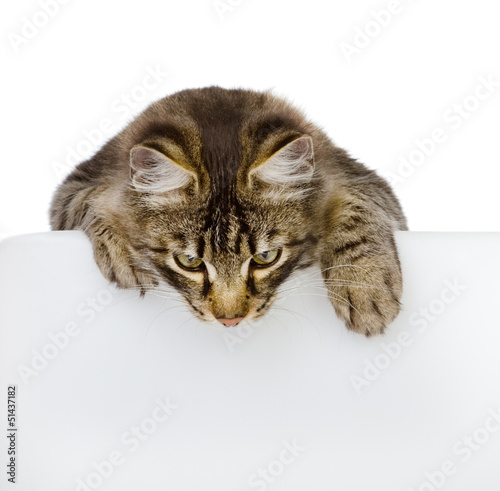 Cute kitten with empty board. isolated on white © Ermolaev Alexandr