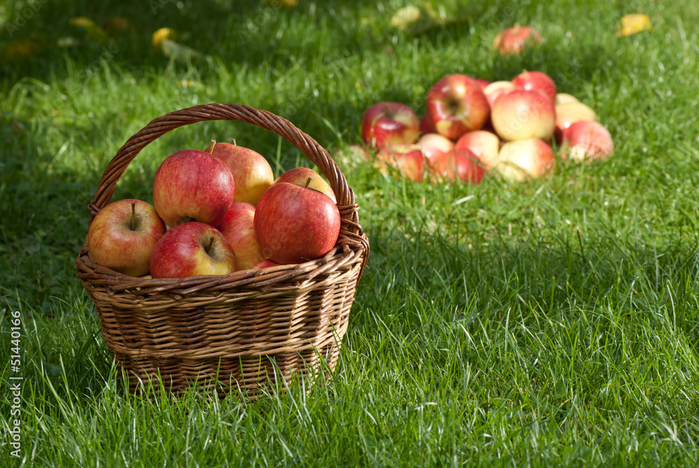 apples apples