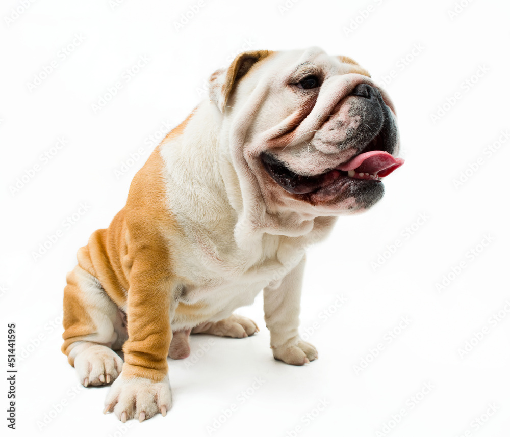 Obraz premium Bulldog