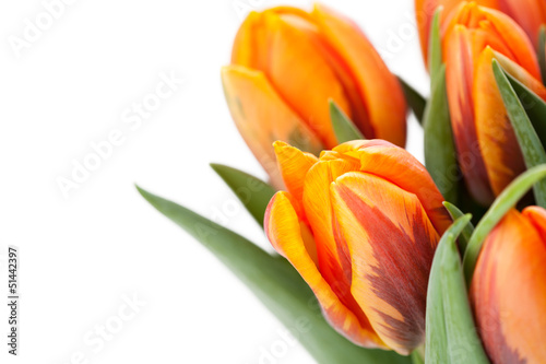 Bunch of beautiful orange tulips on white background