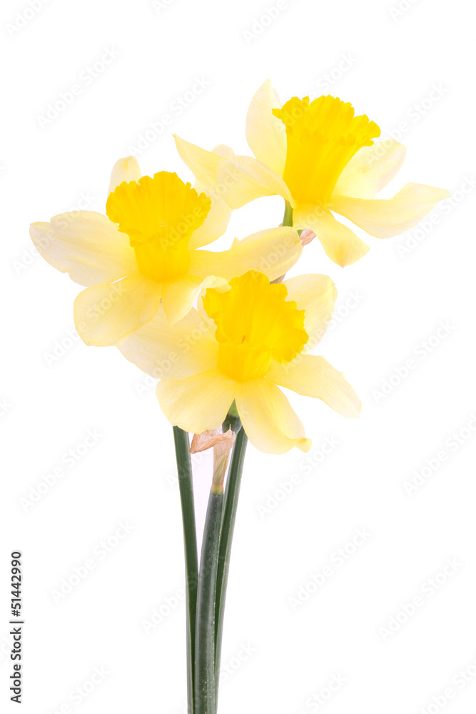 Daffodils isolated on white