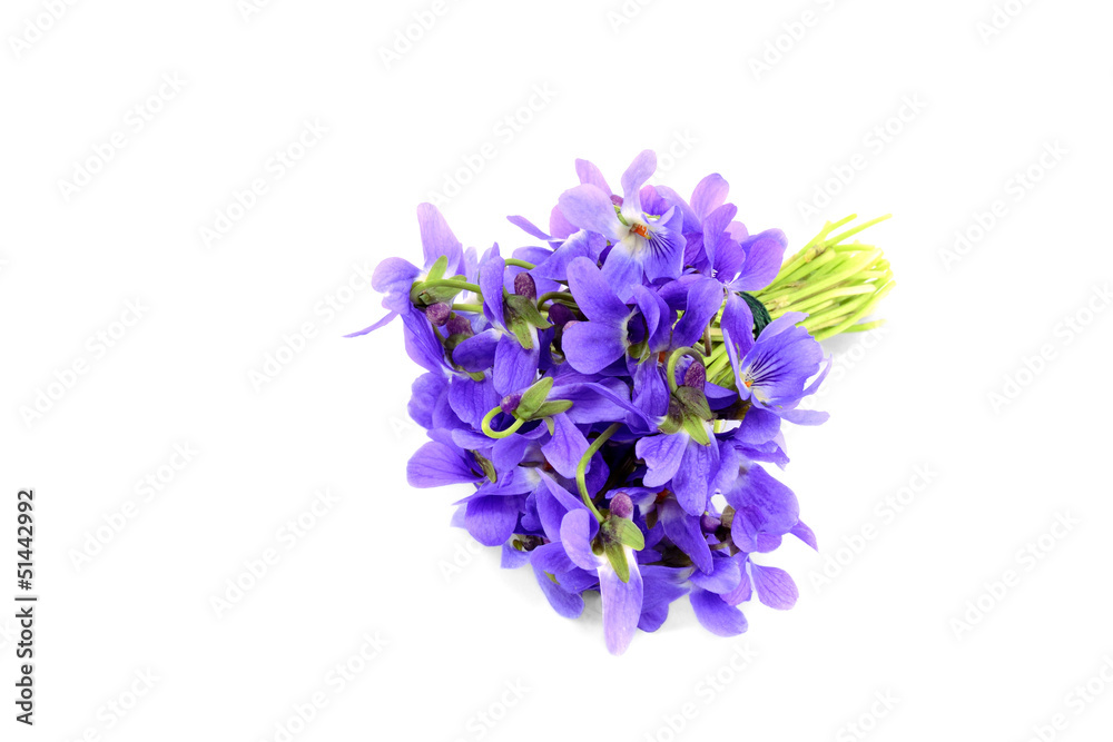 Obraz premium Violet bouquet isolated on white
