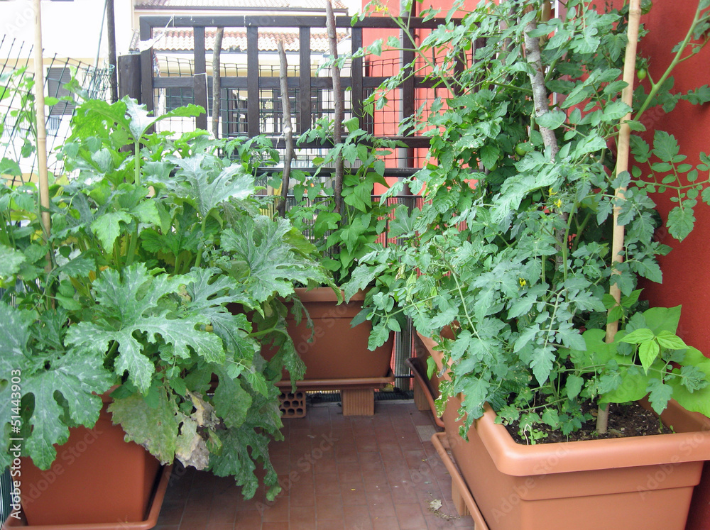 terrace garden with potted tomato plants