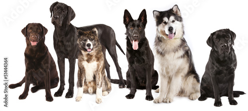 group of dogs in front of a white background