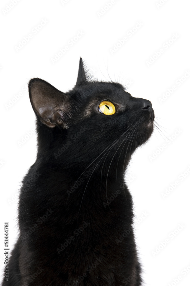 Obraz premium Czarny kot patrząc z zainteresowaniem na białym tle