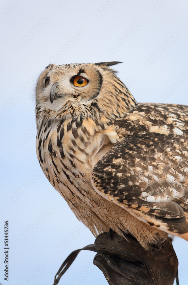 Obraz premium eagle-owl on breeder's hand