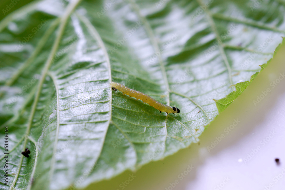 Moth caterpillar on a leaf - obrazy, fototapety, plakaty 