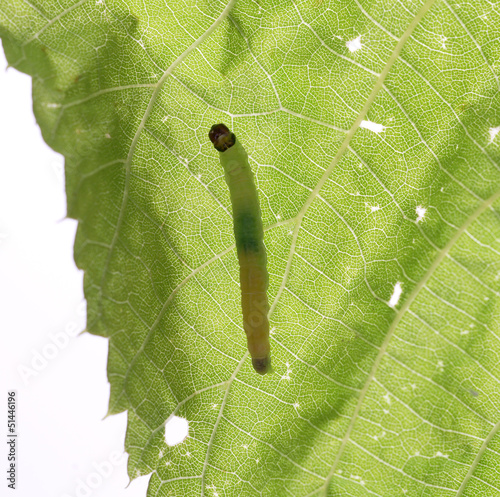 Moth caterpillar on a leaf