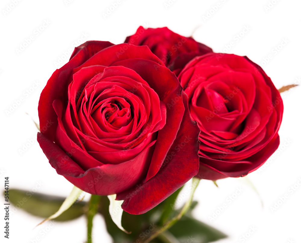 Obraz premium three red roses on white