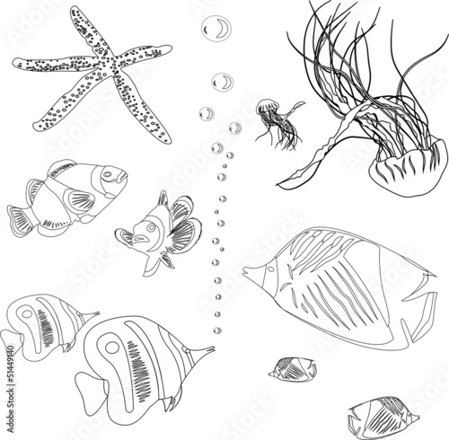 collection from red sea. jellyfish, starfish. coloring book