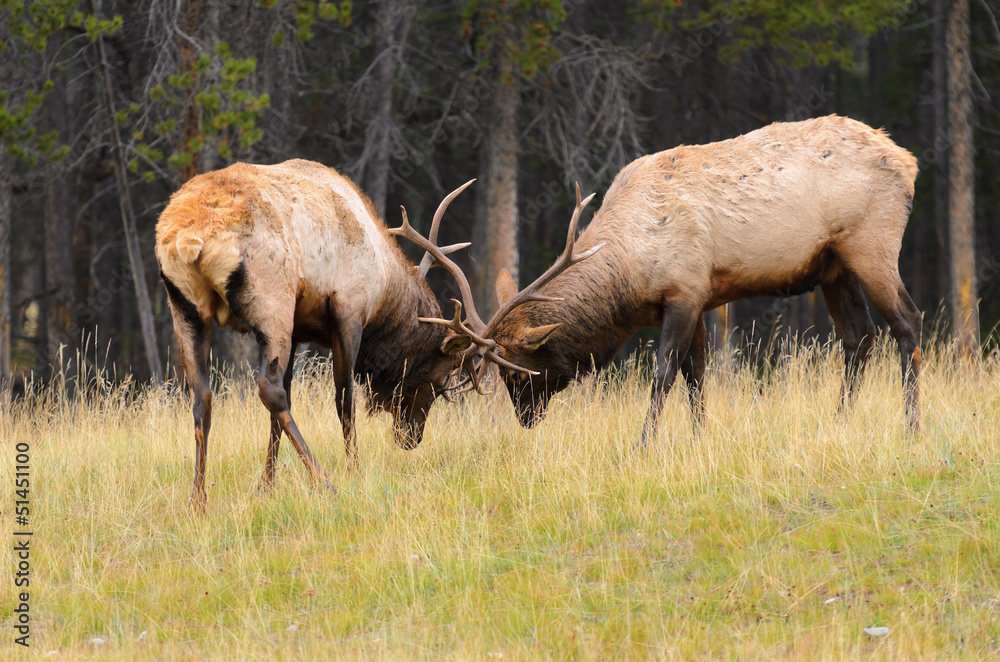 Rocky Mountain Elk Rutting Rocky Mountain Elk Rutting