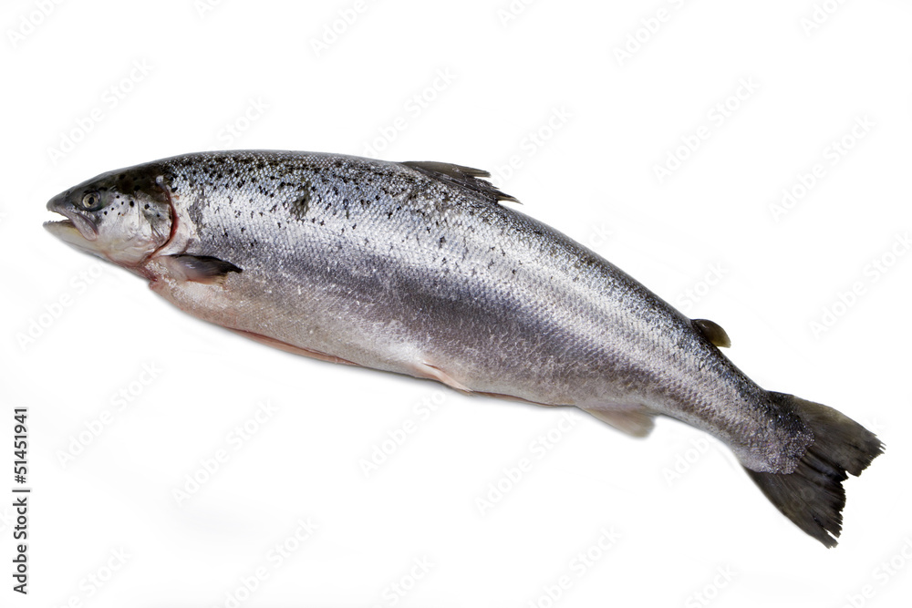 salmone norvegese isolato su sfondo bianco salmone norvegese isolato su sfondo bianco