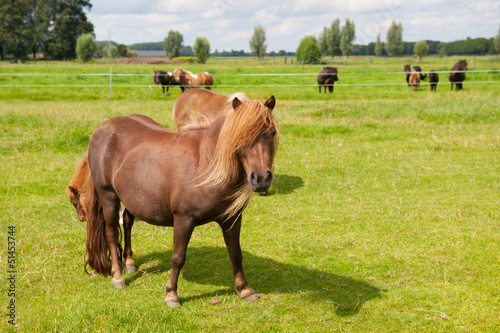 Pony in the meadows