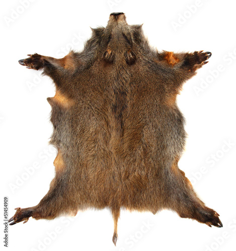 Wild boar (Sus scrofa) skin isolated on a white background.