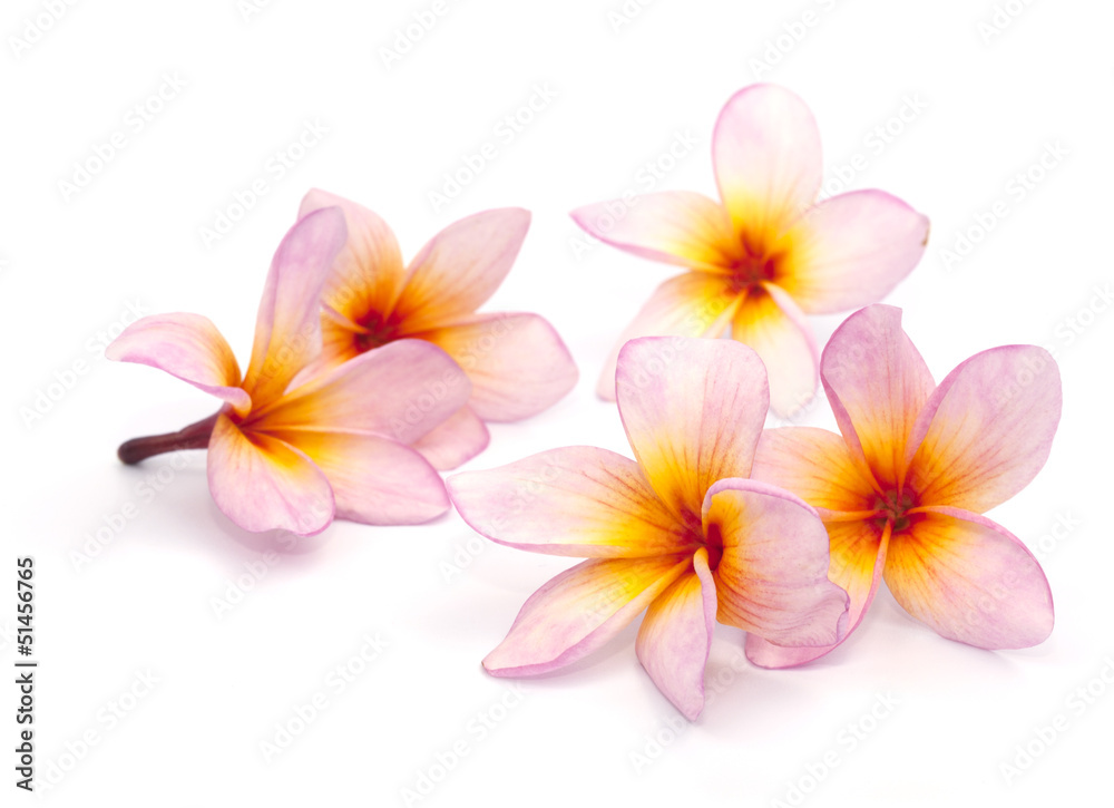 The pink frangipani isolated on the white background