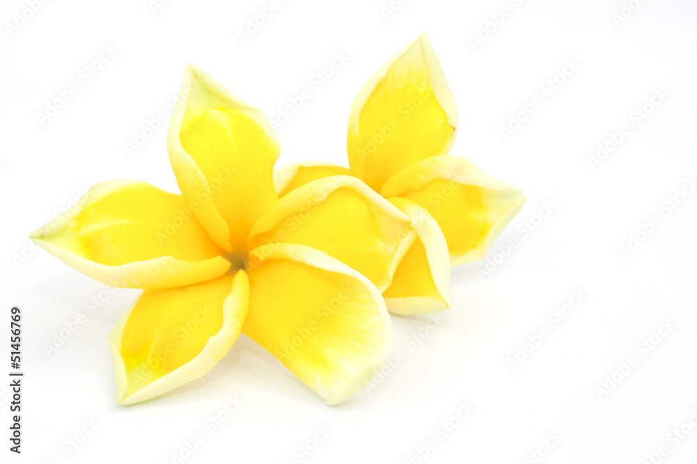 The yellow frangipani  flower isolated on the white background