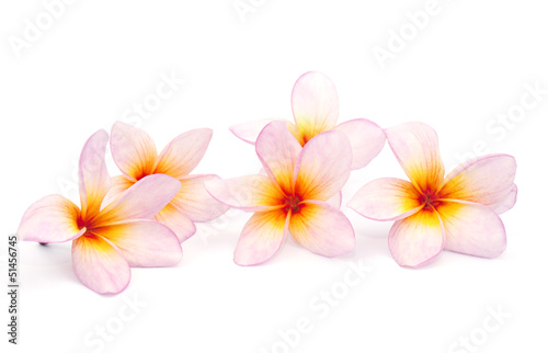 The pink frangipani isolated on the white background
