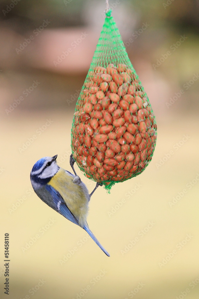 Fototapeta premium Meise-33965b1