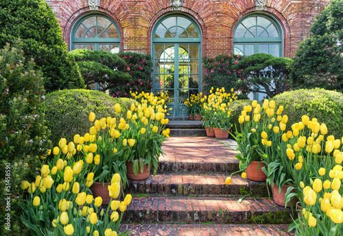 Fototapeta Naklejka Na Ścianę i Meble -  Pots of Yellow Tulips