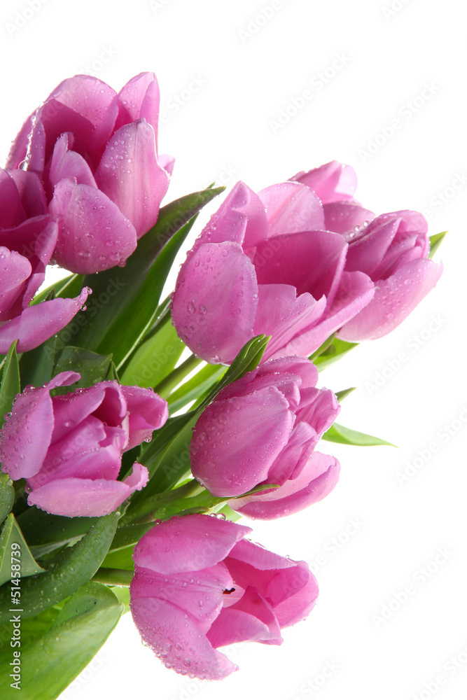 Beautiful bouquet of purple tulips, isolated on white Beautiful bouquet of purple tulips, isolated on white