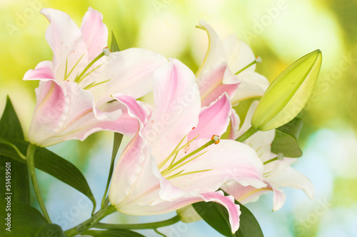 Fototapeta Naklejka Na Ścianę i Meble -  beautiful lily on bright background