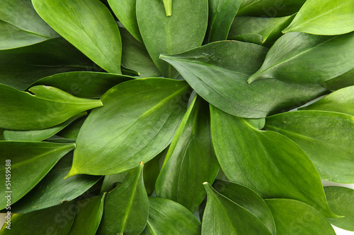 beautiful green leaves, close up
