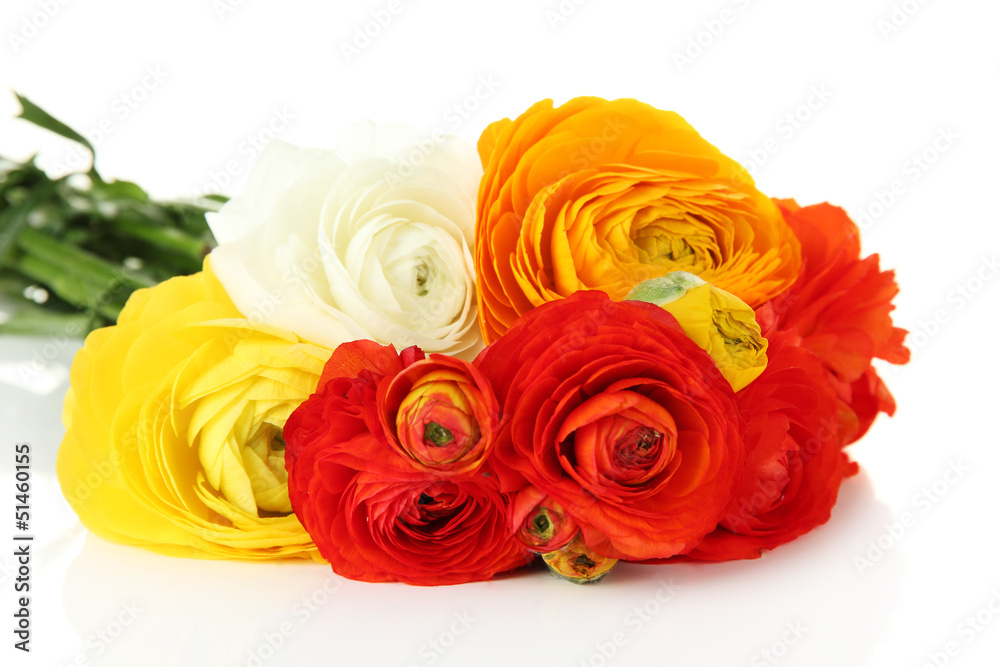 Ranunculus (persian buttercups), isolated on white Ranunculus (persian buttercups), isolated on white