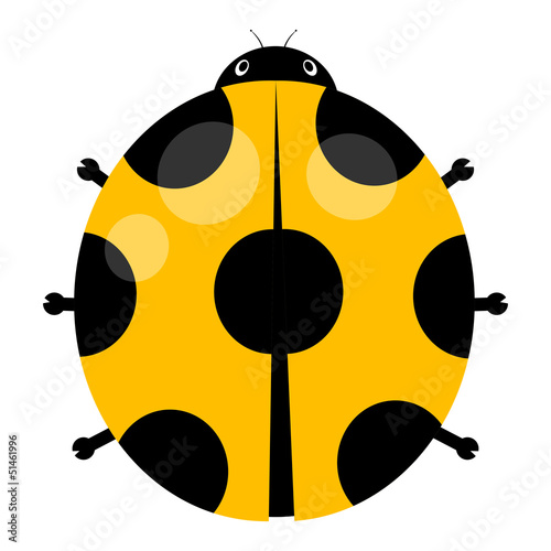 ladybug