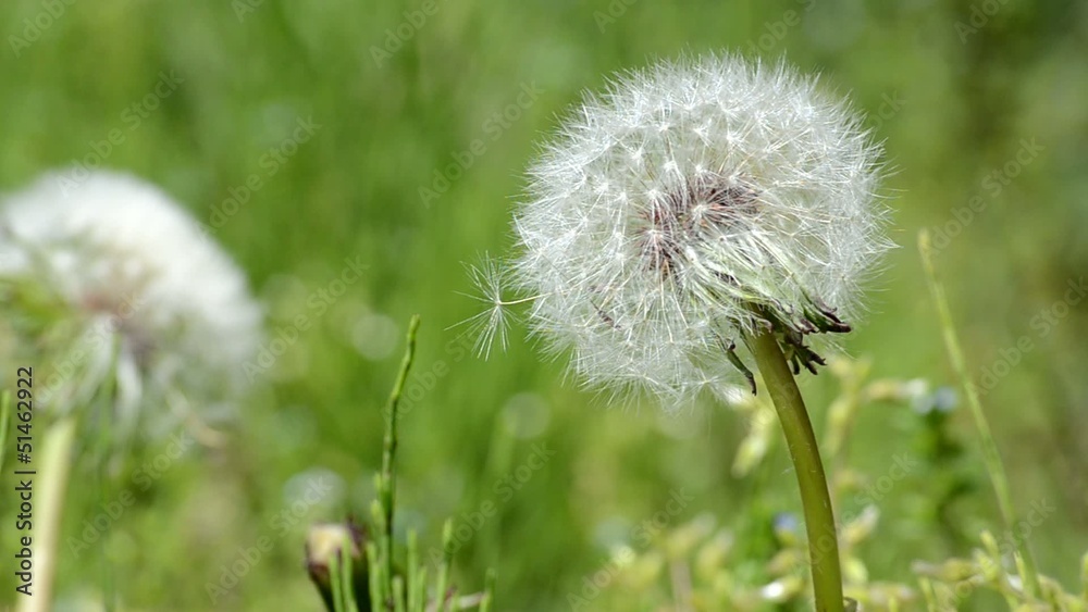 春風に揺れるタンポポの綿毛