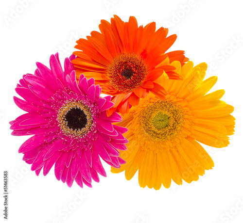 bouquet of gerbera flowers