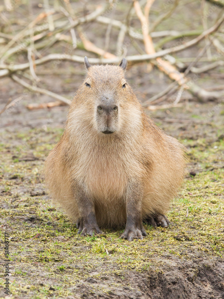 Naklejka premium Capybara (Hydrochoerus hydrochaeris)