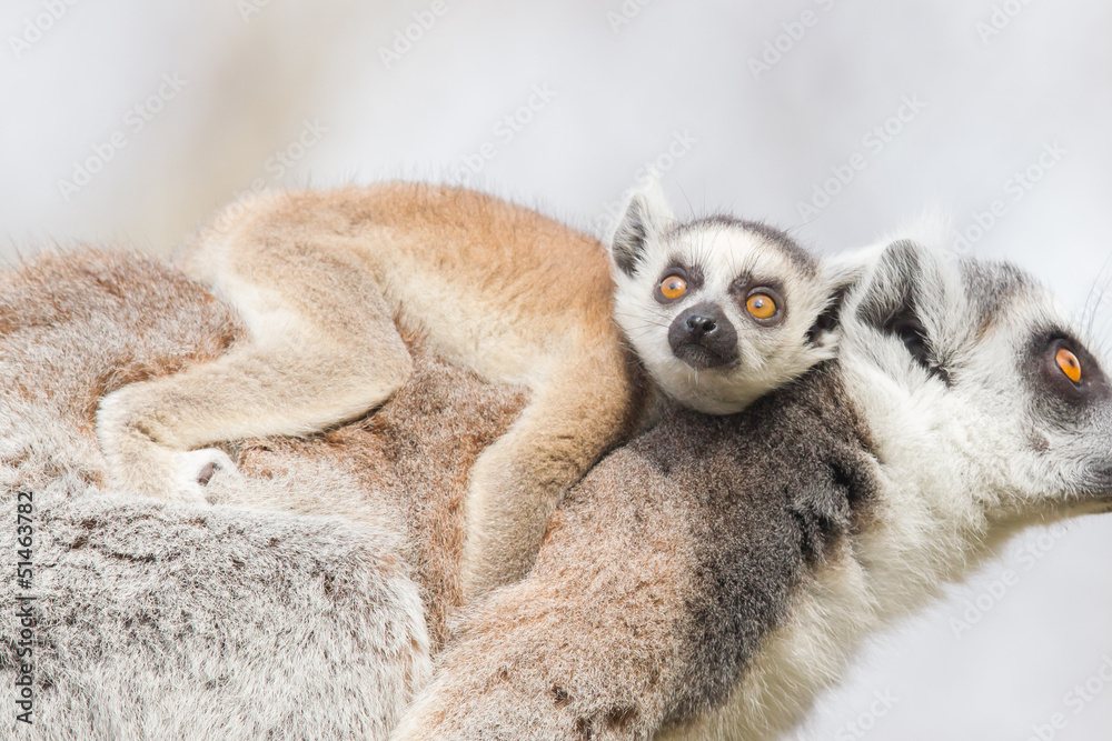 Fototapeta premium Ring-tailed lemur (Lemur catta)
