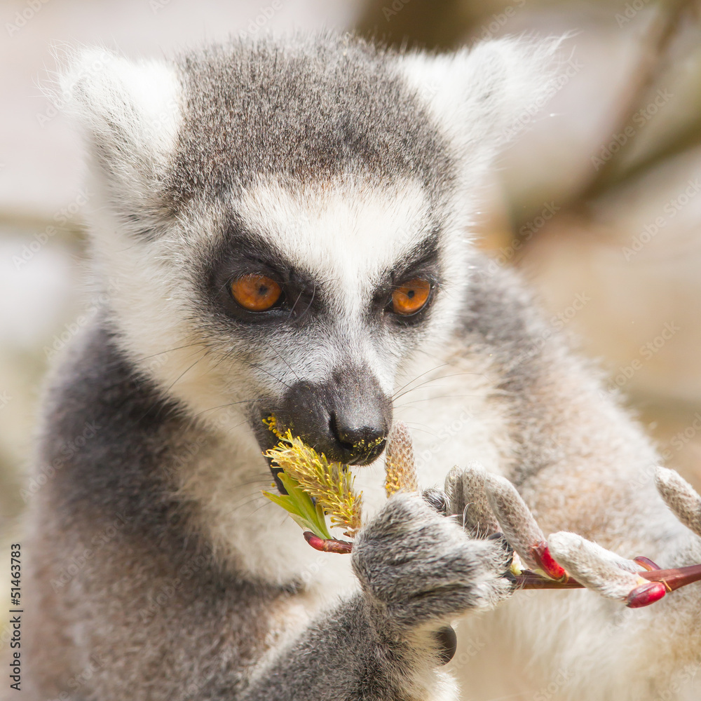 Obraz premium Ring-tailed lemur (Lemur catta)