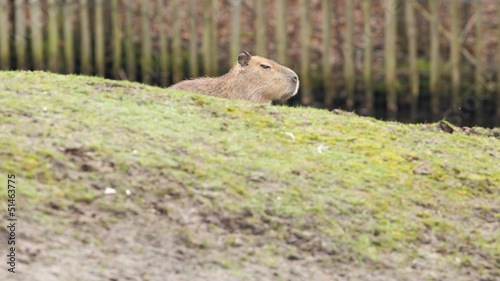 Capybara (Hydrochoerus hydrochaeris)