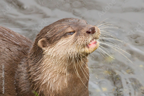 Close-up of an otter eating fish