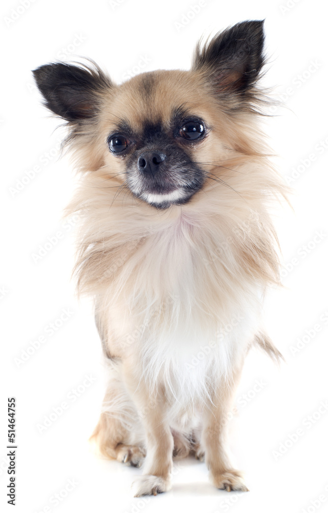 chihuahua chihuahua