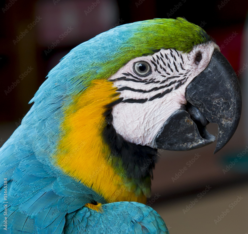 Fototapeta premium Colorful blue parrot macaw