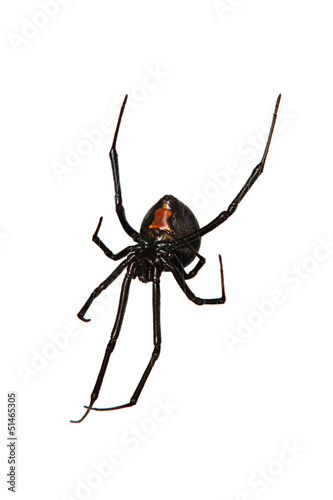 Spider, Red-back underside, characteristic red bottle shaped mar