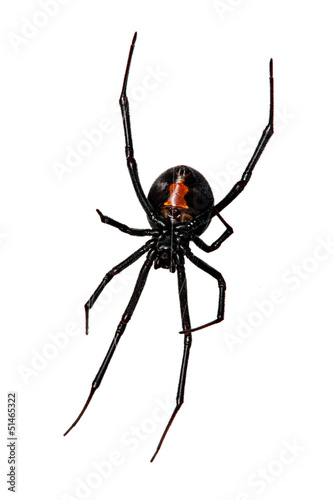 Spider, Red-back underside