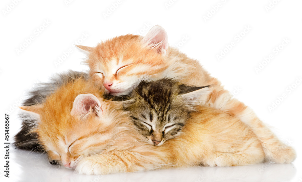 three kittens sleep a heap. isolated on white