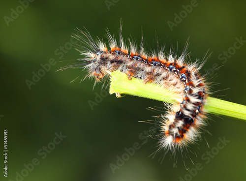 Scary Black - red caterpillar