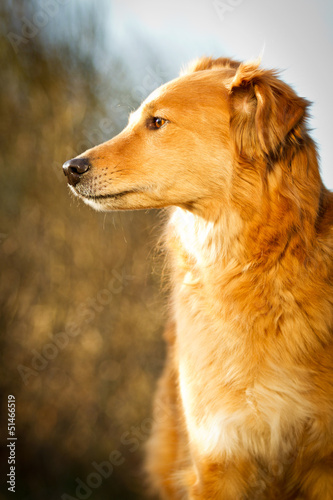 Mischling im Portrait