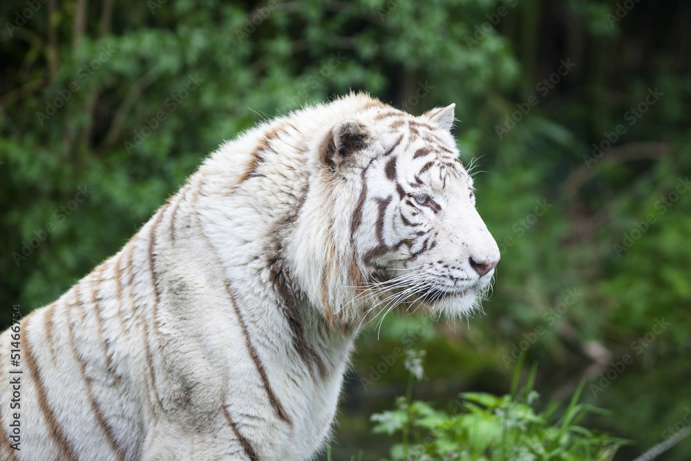 Naklejka premium white tiger