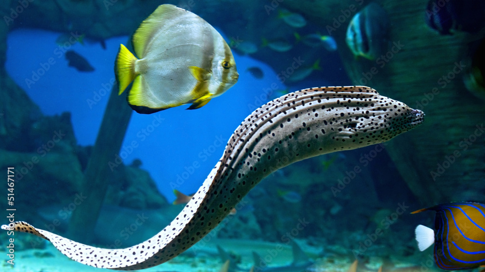 Obraz premium fishes at sunk ship.