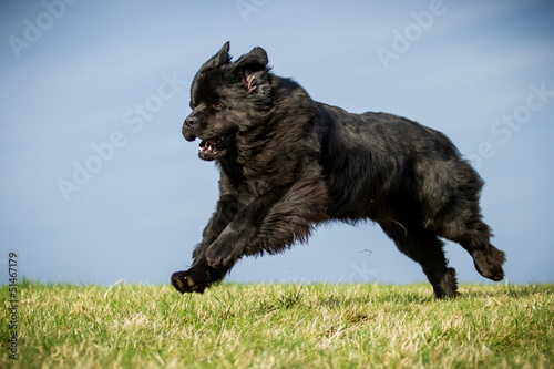 Neufundländer in Action!