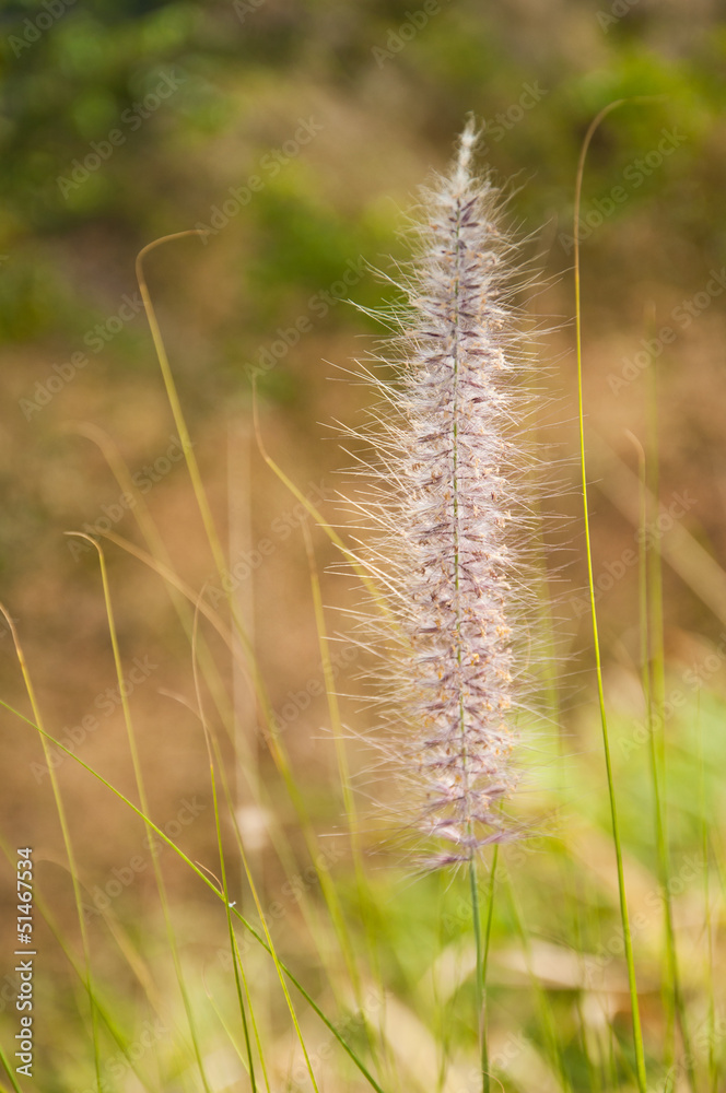 The flower of Imperata cylindrical Beauv grass
