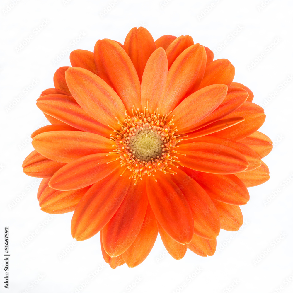 Gerber Flower. Orange gerbera flower close up photo. Gerber Flower. Orange gerbera flower close up photo.