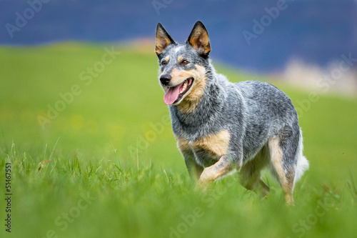Australian Cattle Dog Hündin