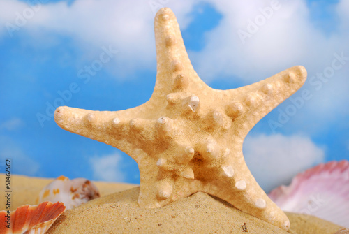 Fototapeta Naklejka Na Ścianę i Meble -  starfish on the beach